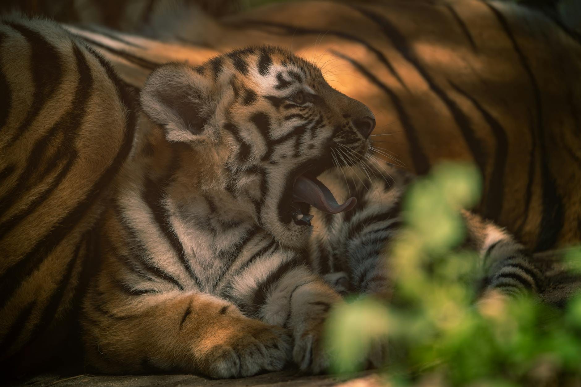Ziewające tygrysiątko odpoczywające w zielonym plenerze